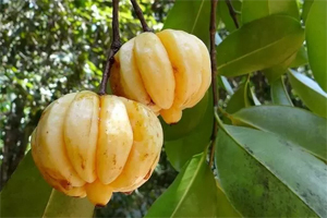 Garcinia-Cambogia-fruit