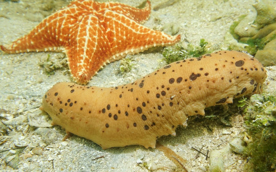 Sea Cucumber